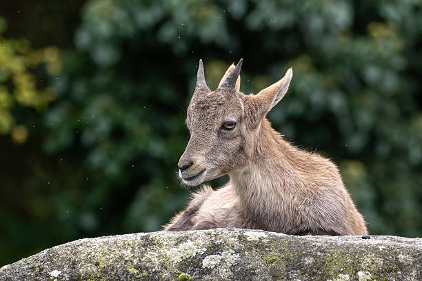 Close-up of a female mountain goat in nature, photograph taken in Grazalema