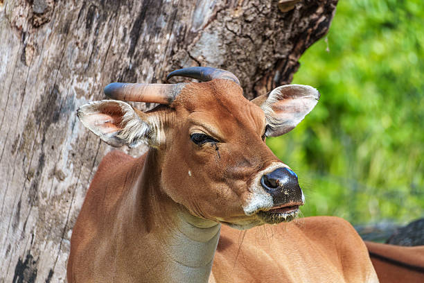 Banteng, Bos javanicus or Red Bull is a type of wild cattle.