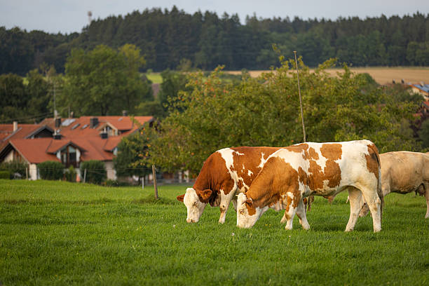 istock Group of cattle is eating grass in wilderness area. 2230729743