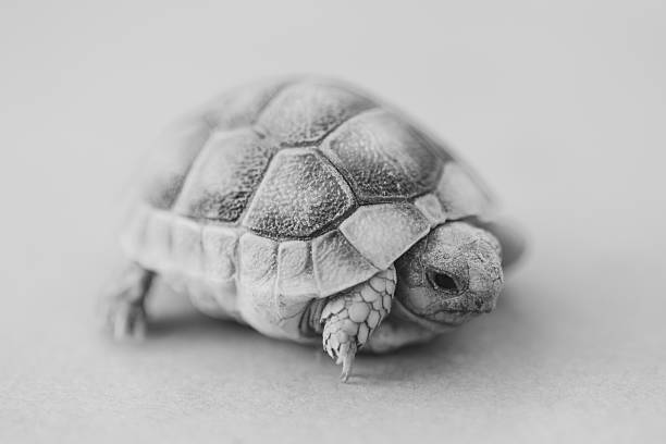 Giant Tortoise crawling around.