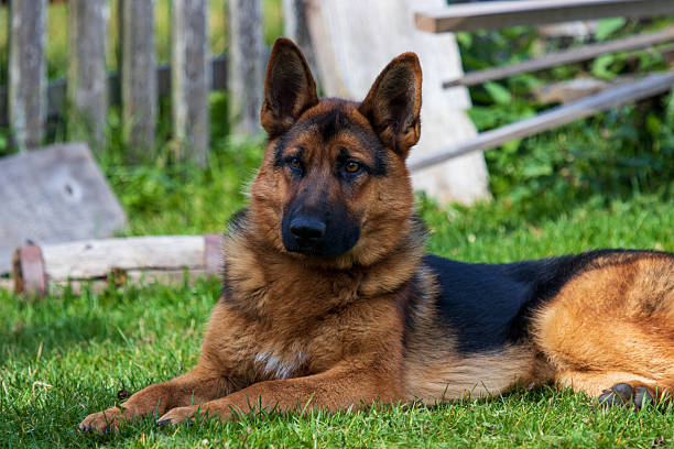 istock German shepherd dog lying on grass stock photo 2230735634