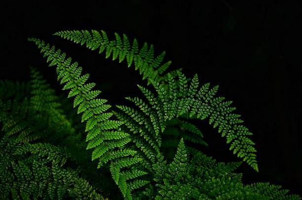 istock Lush Green Fern Leaves 2230737275