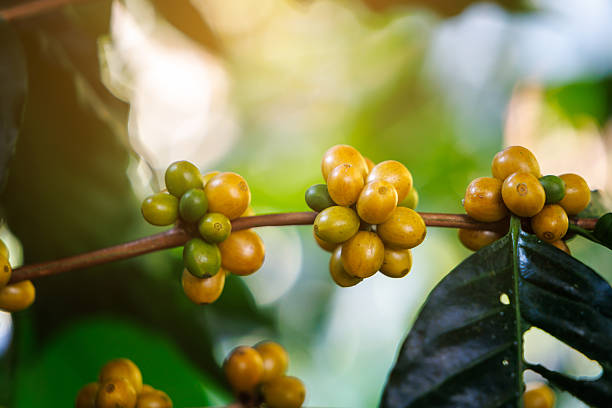 close up ripe yellow raw coffee beans on the  branches in plantation.