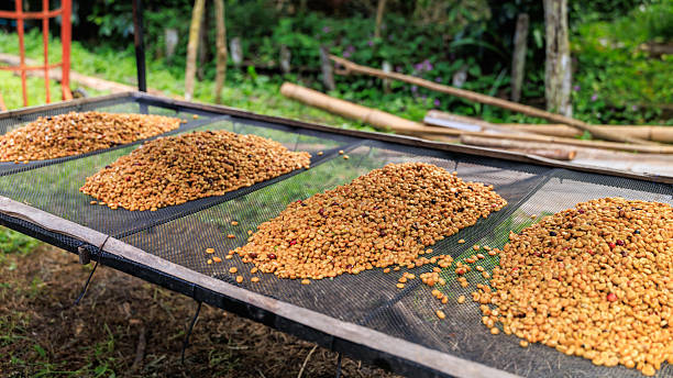 istock coffee beans dried by natural sunlight on the shelf. 2230737799
