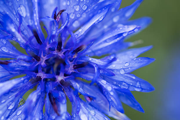 Blue cornflower in the garden after rain.
