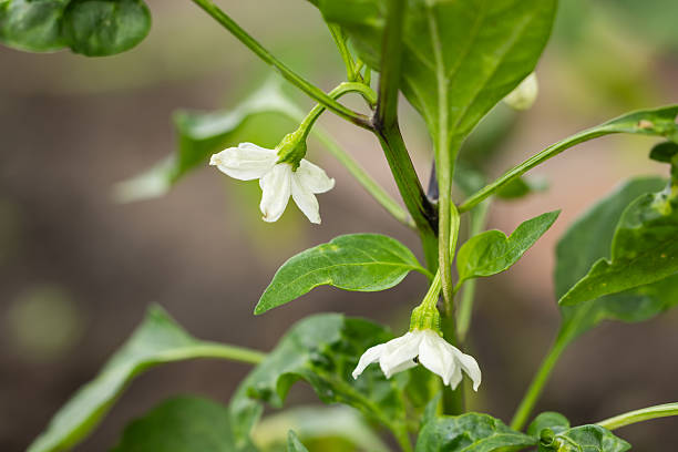 Chilli peppers blooming in the garden.