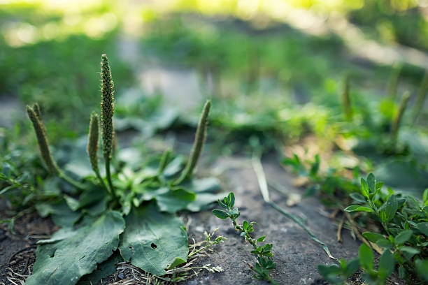 Broadleaf plantain Plantago major as weed on stony ground.