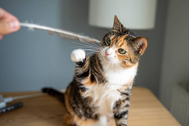 istock Concentrated cat attempting to catch feather held by owner, playful hunt during game. Pet activity 2230739865