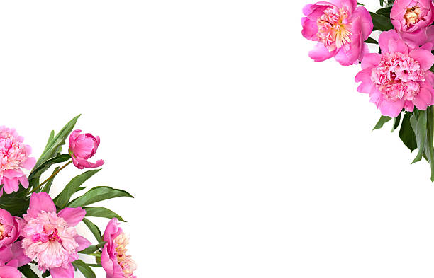 istock Frame of pink peonies on a white background with space for text. Top view, flat lay 2230743552