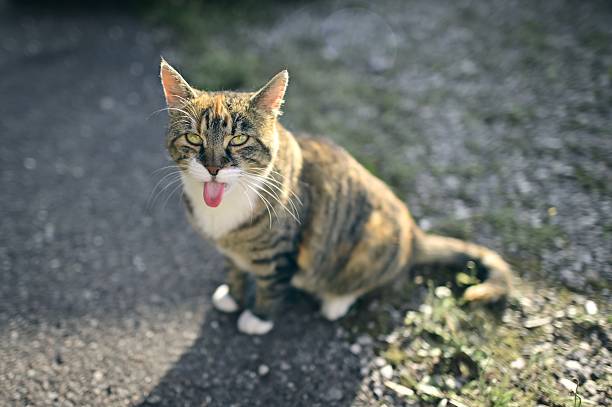 Funny tabby cat sitting outdoors and sticking out tongue.. High angle view with selective focus.