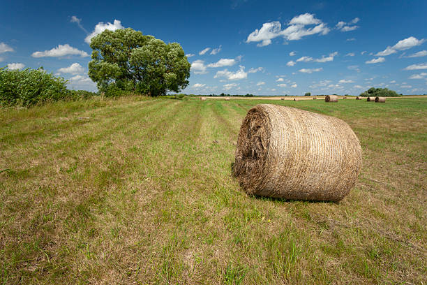 Hay bale in a meadow with a tree, summer countryside view, Czulczyce, Poland