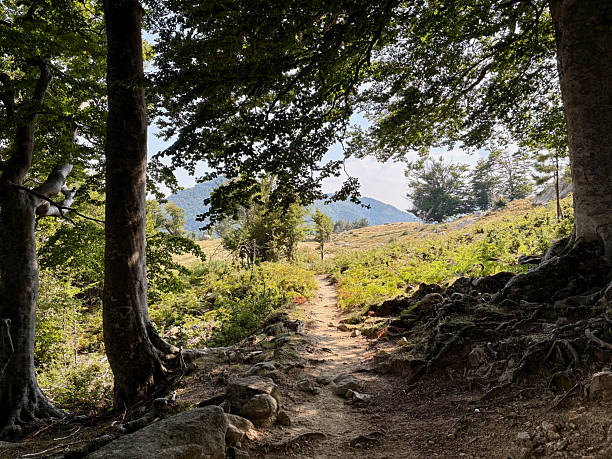 istock Forest trail on the GR20 South 2230749527