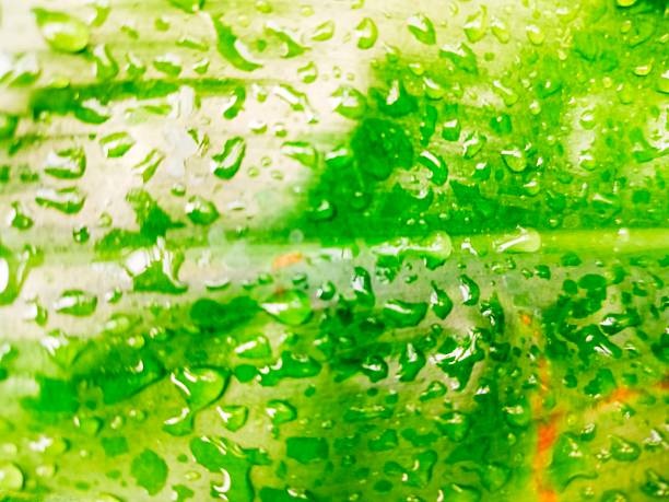 background of bright green leaves with many water drops