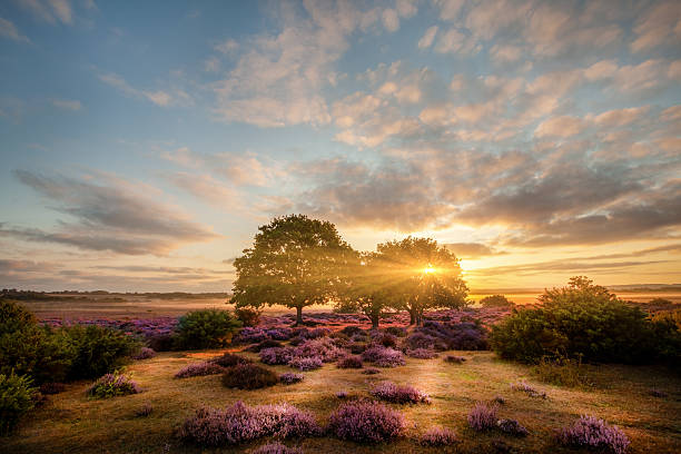 istock Rural sunrise through two mature tree and purple heather landsca 2230752535