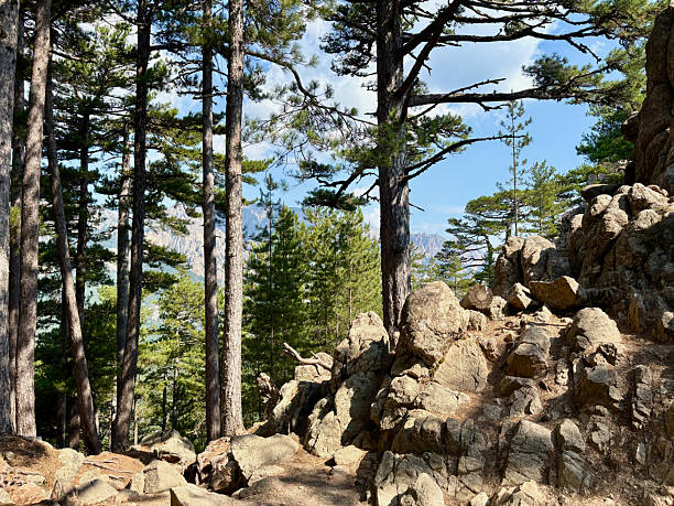 Pine trunks on the GR20 in Corsica