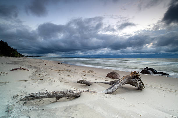 Tranquil summer scene of Baltic sea. Tree branch on beach close-up.