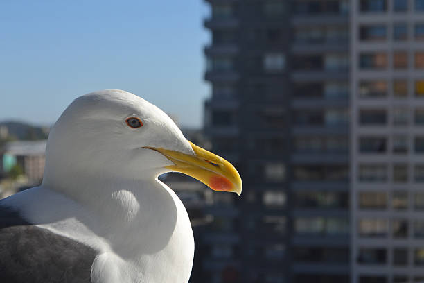 seagull in the city taking some sun in summer