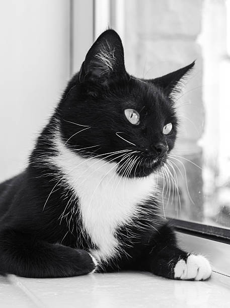 istock Pretty Tuxedo cat portrait in black and white. 2230759496