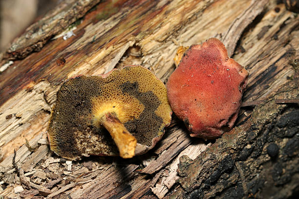 istock Japanese small Boletus (Kojitake, Boletus rubellus, Boletus fraternus) mushroom on the bark (Outdoor wild Fungus, Mycology closeup macro photograph) 2230761169