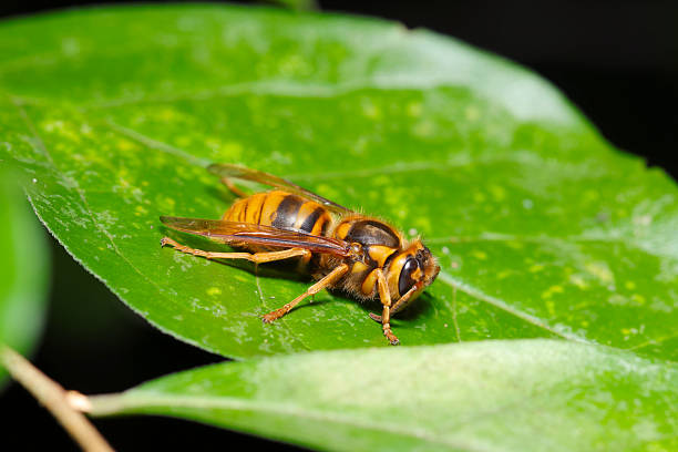 Cute female yellow hornet taking a rest on a Japanese forest leaf (Wildlife closeup macro photograph)