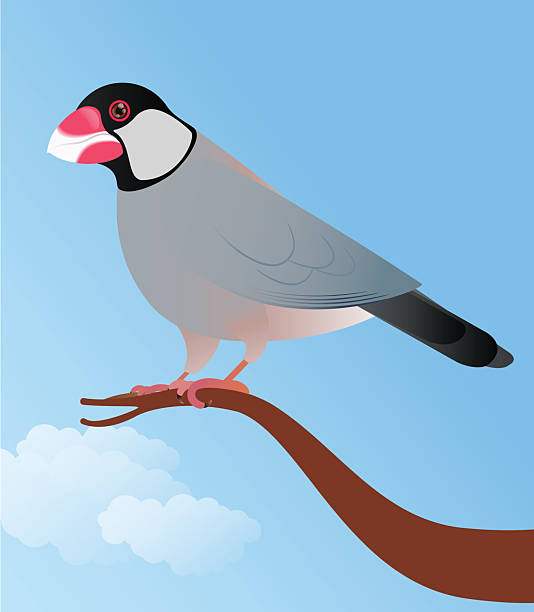 100+ Java Sparrow Stock Illustrations, Royalty-Free Vector Graphics ...