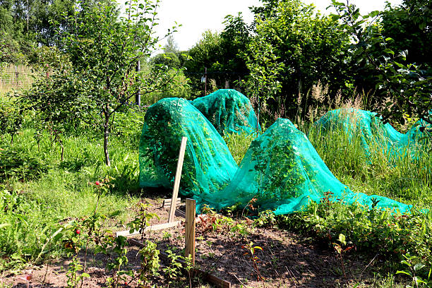 istock Currant bushes covered with nets in the garden among trees 2230764090