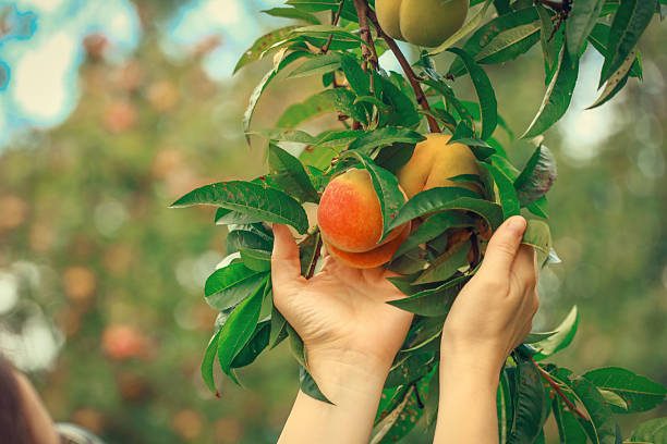 woman hand holding a ripe peach tree