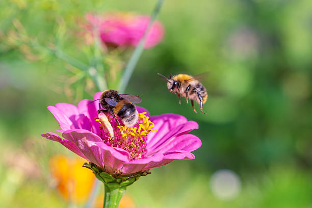 istock Bumblebees pollinate flowers. One in flight. 2230769249