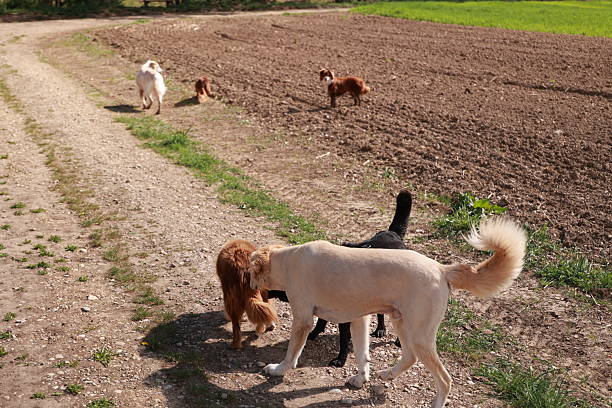 Group of dogs are walking down a dirt road. One of the dogs is a black and white dog