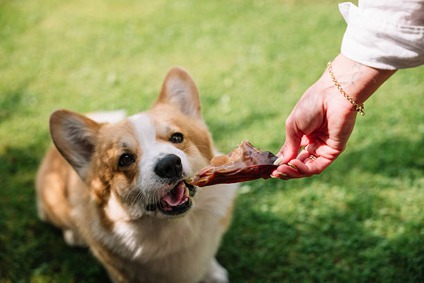 istock Corgi joyfully receiving a treat during a sunny afternoon in a backyard 2230771093