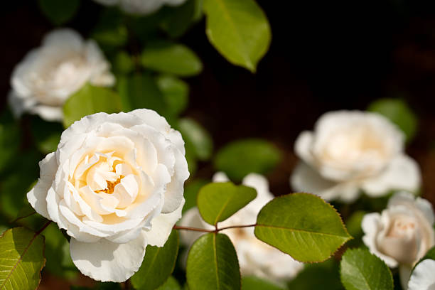 Bloom white rose with green leave in the garden