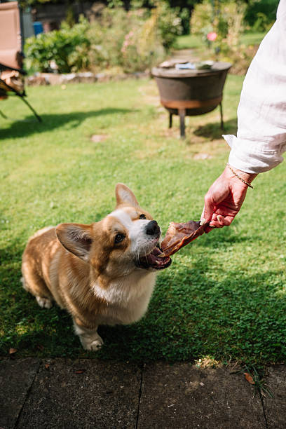 istock Corgi joyfully receiving a treat during a sunny afternoon in a backyard 2230771883
