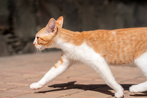istock brown and white cat with yellow eyes in a garden 2230771928