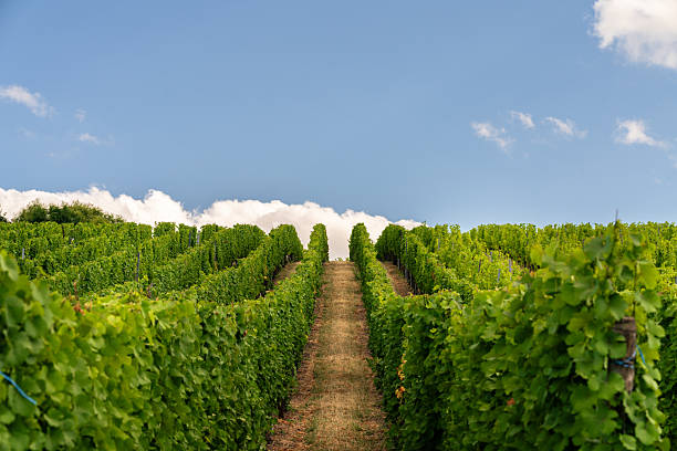A beautiful vineyard with lush green foliage in the picturesque region of Hunawihr, Alsace, under a bright blue sky.