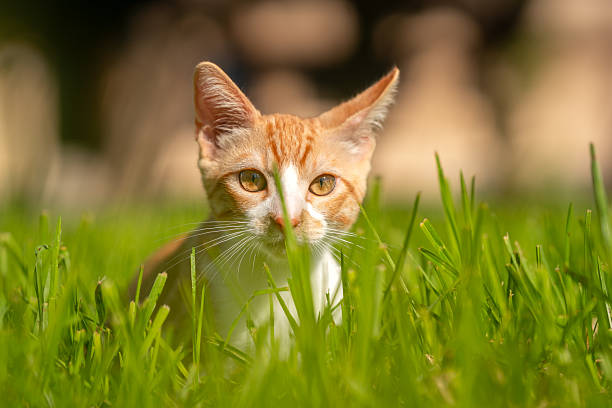 istock brown and white cat with yellow eyes in a garden 2230773156