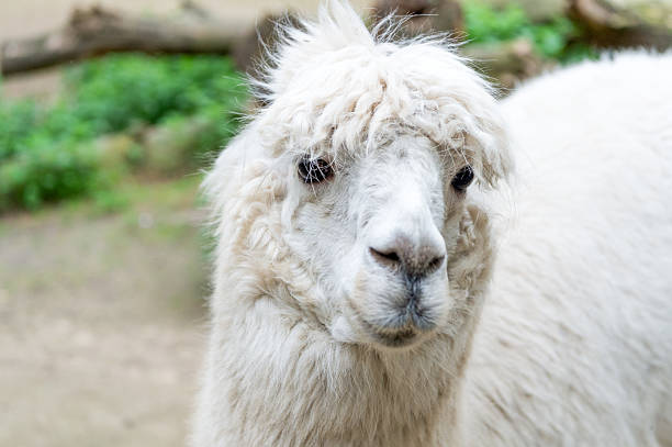 White llama glama muzzle natural background outdoors.