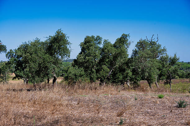 Olive grove in the Alpilles (Provence, France) on a sunny day in springtime, black and white