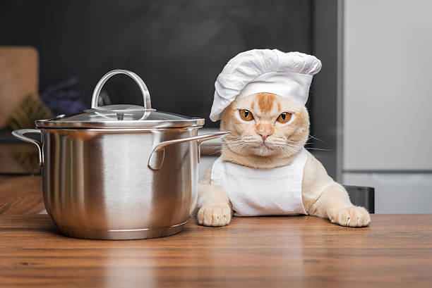 istock Burmese cat dressed as a chef with a saucepan in the kitchen. 2230778192