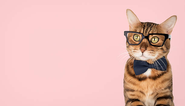 istock Bengal cat wearing a bow tie and glasses 2230778211