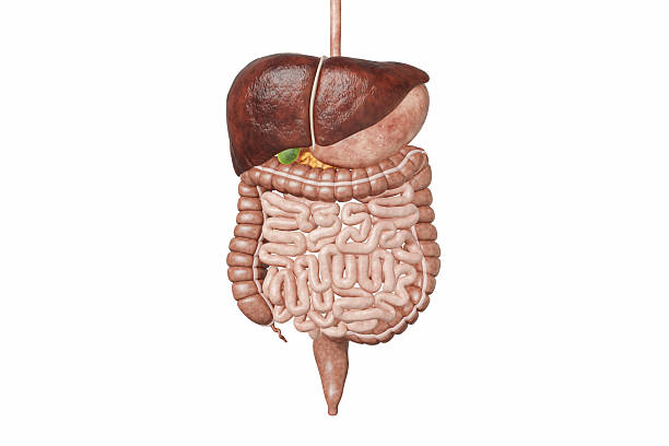 3d anatomy human internal organs. Medical poster with heart, lungs, liver, kidneys, stomach, colon, small intestine blue background. Gastrointestinal tract, digestive system concept. 3D illustration
