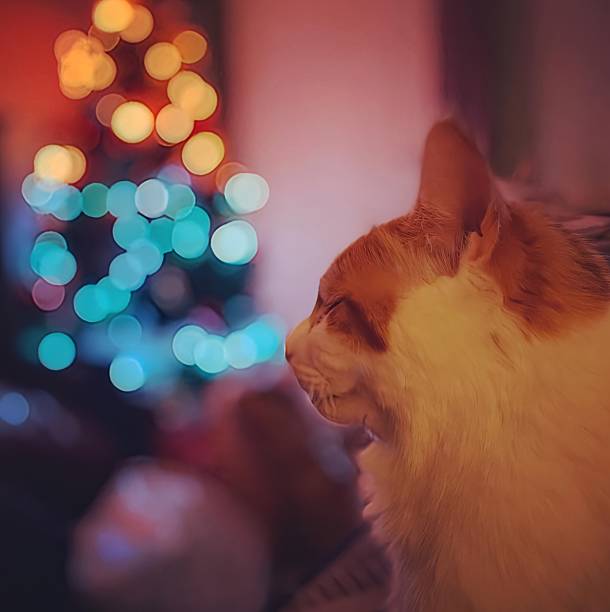 A ginger and white domestic cat sits indoors in soft focus, with a blurred Christmas tree glowing in colorful bokeh lights behind it. The scene evokes warmth, calm, and festive ambiance.