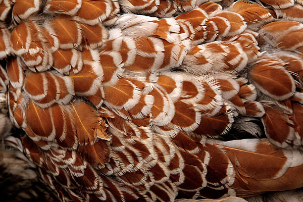 istock Wyandotte Chicken plumage 2230778893