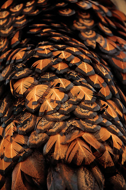 istock Wyandotte Chicken plumage 2230778904