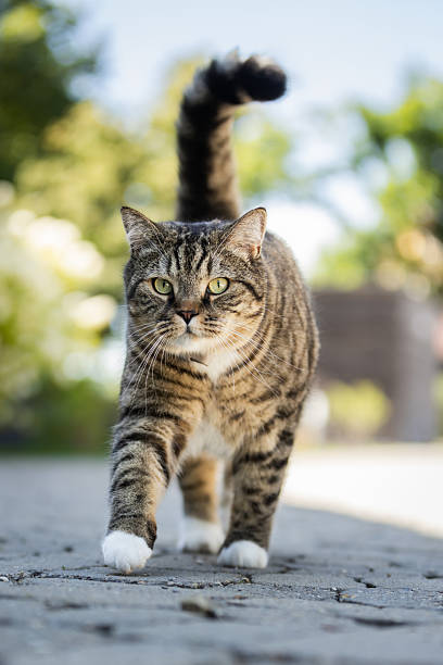 Overweight domestic cat is walking at garden in front of house.