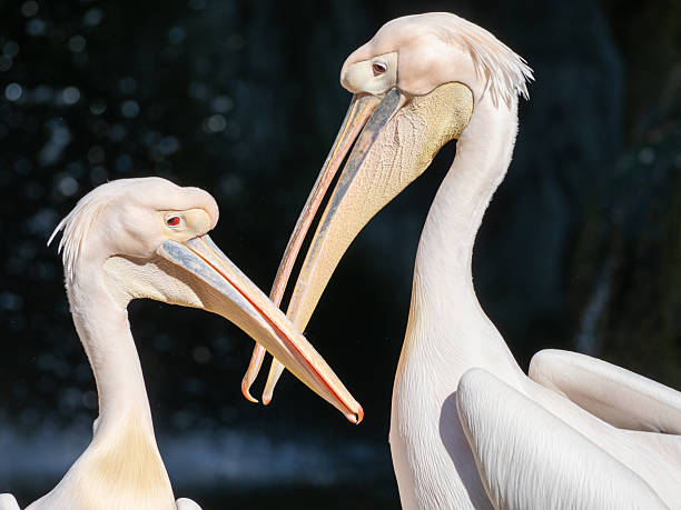 istock White pelicans nuzzling, beaks touching intimately, sharing tender moment against soft dark backdrop 2230779802
