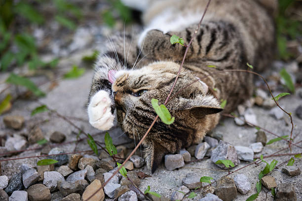 Big domestic cat is lying in garden in front of house.