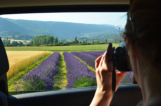 Woman takes a picture of stunning rural landscape with lavender field from open window of car. Plateau of Sault, Provence, France