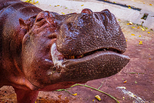 A detailed close-up shot of a large hippopotamus, showcasing its textured skin, open mouth, and prominent teeth, emphasizing its imposing presence.