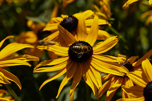 istock bee on black-eyed susan flower in summer sunlight 2230789826