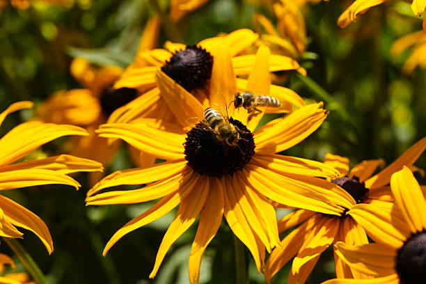 bee on black-eyed susan flower in summer sunlight